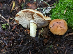 Pholiota brunnescens