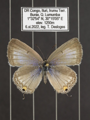 Euchrysops barkeri