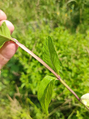 Mentha × piperita