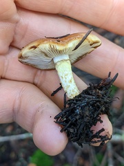 Pholiota brunnescens