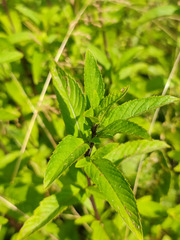 Mentha × piperita