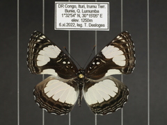 Neptis serena serena