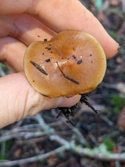 Pholiota brunnescens