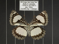 Neptis serena serena