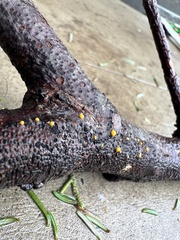 Dacrymyces stillatus