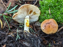 Pholiota brunnescens