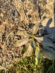 Grindelia integrifolia