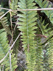 Polystichum imbricans
