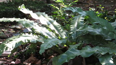 Asplenium australasicum