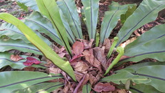 Asplenium australasicum