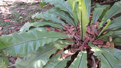 Asplenium australasicum