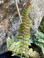 Polystichum imbricans
