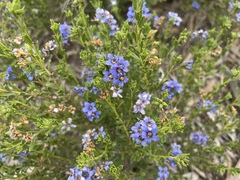 Halgania cyanea