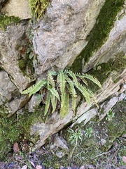 Polystichum imbricans