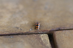 Episcaphula australis