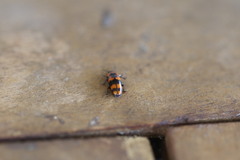 Episcaphula australis