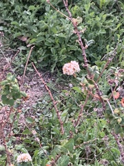 Eriogonum parvifolium