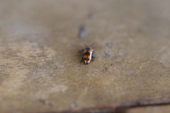 Episcaphula australis