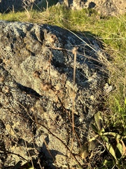 Grindelia integrifolia