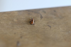 Episcaphula australis