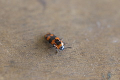 Episcaphula australis