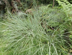 Aciphylla glaucescens