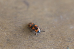 Episcaphula australis