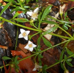 Cyanothamnus nanus nanus