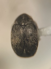 Acanthoscelides