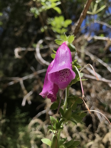 iNaturalist observation photo of purple foxglove