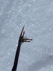 Schoenoplectus americanus