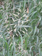 Bromus inermis