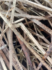 Schoenoplectus americanus