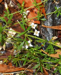 Cyanothamnus nanus nanus