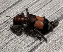 Enoclerus ichneumoneus