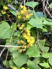 Delairea odorata