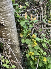 Delairea odorata