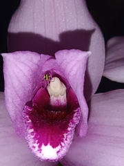 Lycaste virginalis