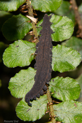 Peripatoides