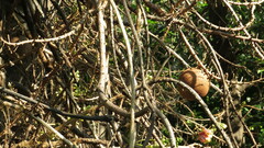 Couroupita guianensis