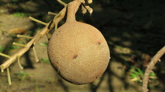 Couroupita guianensis