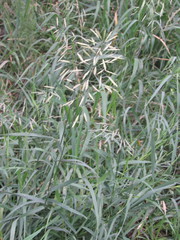 Bromus inermis