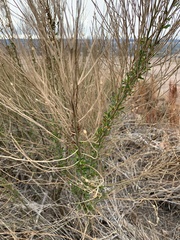 Aloysia gratissima