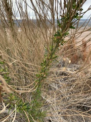 Aloysia gratissima