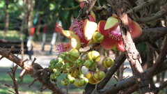 Couroupita guianensis