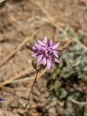 Lessingia leptoclada