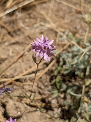 Lessingia leptoclada