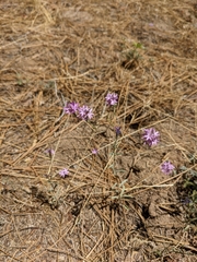 Lessingia leptoclada