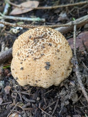 Coprinellus bipellis