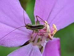 Conocephalus saltator